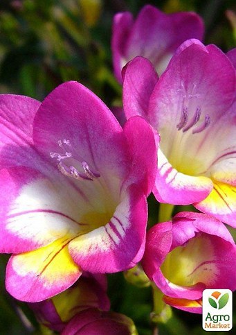 Фрезія проста "Rose" 5шт в упаковці