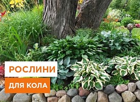 Кращі рослини для пристовбурних  кіл - корисні статті про садівництво від Agro-Market