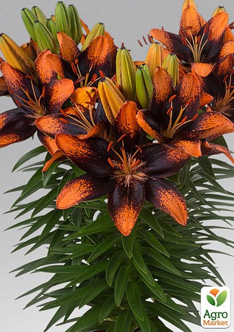 Лилия Горшечная "Trendy Las Palmas"  - фото 2