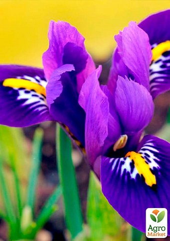 Ірис морозостійкий "Pixie" 5шт в упаковці - фото 4