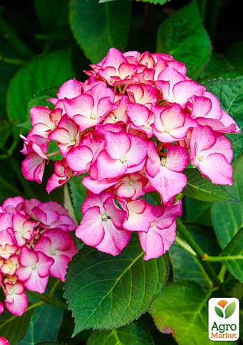 Гортензія крупнолистова "Adula Purple" - фото 3