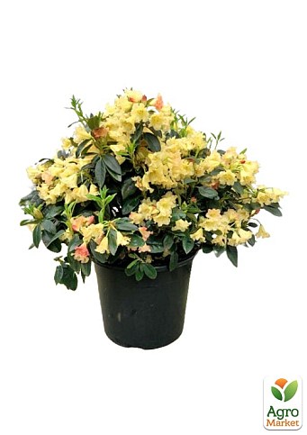 LMTD Рододендрон цветущий 7-и летний "Saffrano" (высота 60-80см) - фото 4