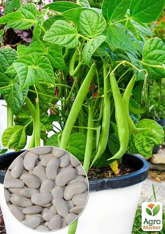 На вагу Квасоля "Лопатка" ТМ "Весна" ціна за 20г