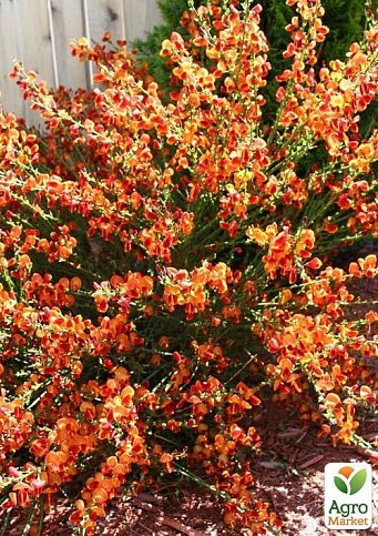 Рокитник Cytisus Praecox "Zeelandia" - фото 2