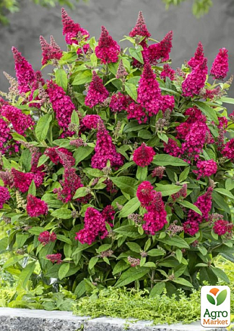 Буддлея карликова "Little Ruby"