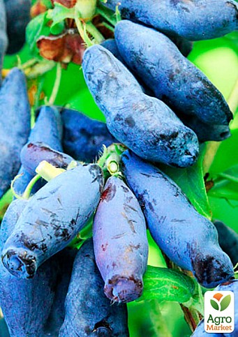 Жимолость "Атут" (ранній термін дозрівання, самий невибагливий і зимостійкий сорт) - фото 2