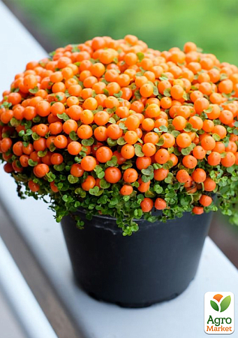 LMTD Нертера "Astrid" з плодами (висота 15-25см)