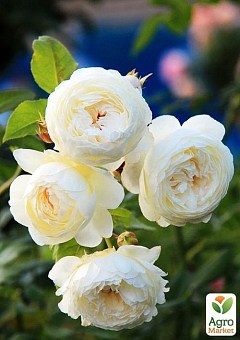 Троянда англійська "Біла сенсація" (саджанець класу АА +) вищий сорт6