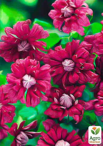 Клематис "Purpurea plena elegans"