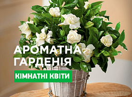 Догляд та вирощування кімнатного жасмину - корисні статті про садівництво від Agro-Market