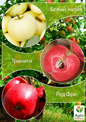 Дерево-сад Яблуня "Білий налив + Трініті + Ред Фрі"