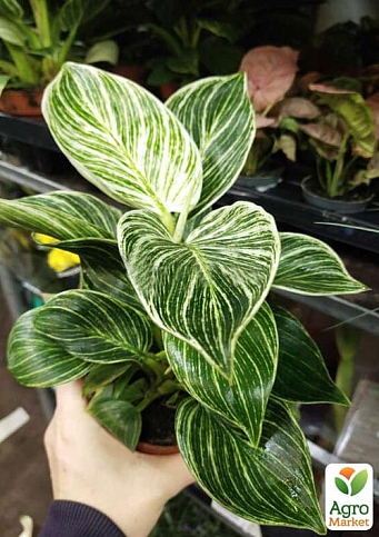 LMTD Филодендрон "White Wave" высота 30-40см - фото 4