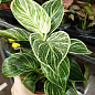 LMTD Филодендрон "White Wave" высота 30-40см