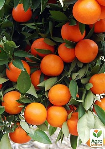 Мандарин "Мандаред" - фото 3