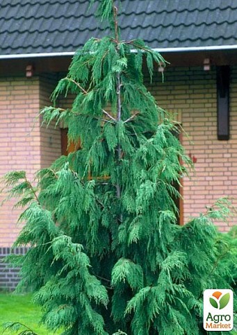 Кипарис Гімалайський (Cupressus Torulosa) контейнер Р9