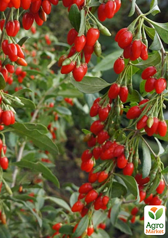 Годжи 2-х летний "New Big" (укорененный в контейнере)