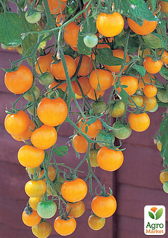 Томат ампельний "Тамблінг жовтий" ТМ "Vesna Select" 0.1г