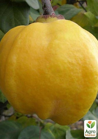 Айва яблоковидная (высота саженца 1м) - фото 3