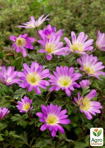 Анемона "Blanda Charmer" (размер 5/7 крупный) 5шт в упаковке - фото 3