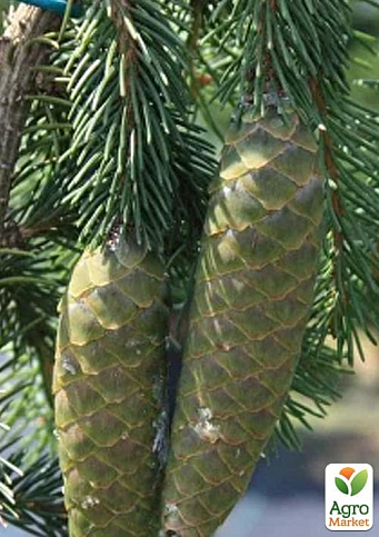 Ялина звичайна "Inversa" С7.5 висота 100-120см - фото 2