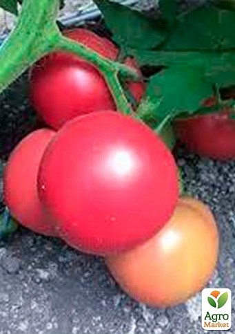 Томат индетерминантный "Сапфир F1" ТМ "Lark Seeds" 250шт