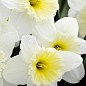 Нарцисс "Ice Follies" (размер 10/12 , крупный) 2шт в упаковке