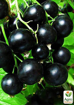 Смородина черная "Гоферт" (Gofert) (ранний срок созревания, высокоурожайный сорт)1