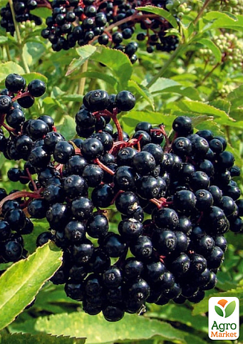 Бузина черная "Хайдег" контейнер Р9