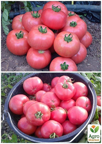 На развес Томат "Розовый плоский" ТМ "Весна"цена за 1г - фото 3