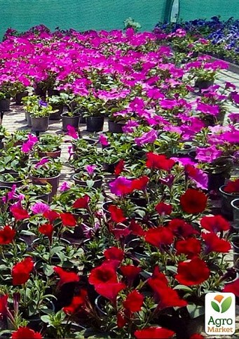 Сурфінія "Violet Star" (контейнер № 10, висота 10-15 см) - фото 2