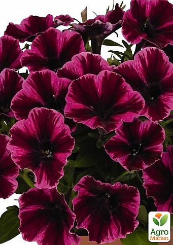 Петуния ампельная Sweetunia "Miss Fantastic" (контейнер №10, высота 10-15см)
