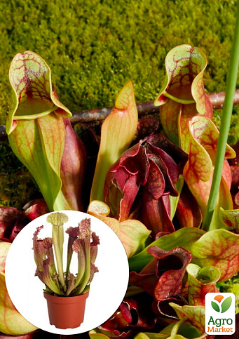 Сарраценія Південна (Sarracenia purpurea)
