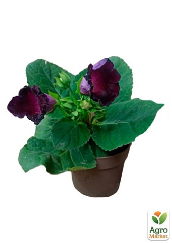 Глоксінія "Violacea" висота 20см - фото 4