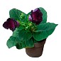 Глоксінія "Violacea" висота 20см