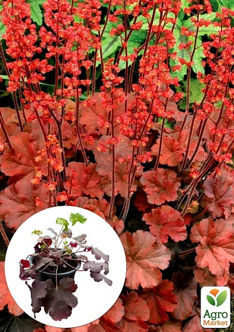 Гейхера (Heuchera) "Cherry Cola" С1 (висота 15-30см)