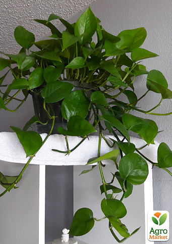 Эпипремнум нефритовый "Jade" (Epipremnum Jade)