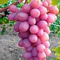 Виноград "Клеопатра"