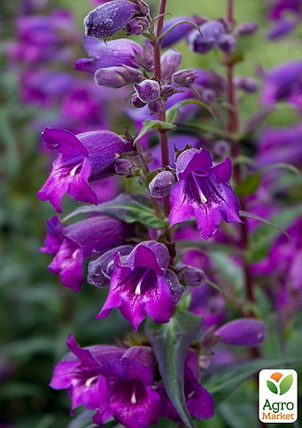 Пенстемон "Harlequin Purple" 