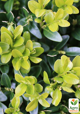 Самшит вечнозеленый формированный 3-х ярусный