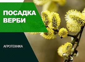 Посадка верби - корисні статті про садівництво від Agro-Market