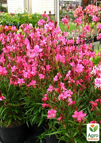 Гаура Baby Butterfly "Dark Pink" (вазон С2, ефектна багаторічна рослина)