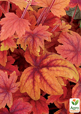 Гейхерелла (Heucherella) "Sweet Tea" С1 (высота 15-30см) - фото 4