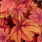 Гейхерелла (Heucherella) "Sweet Tea" С1 (высота 15-30см)