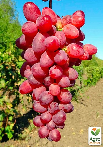 Виноград вегетирующий кишмиш "Казантип"  - фото 2