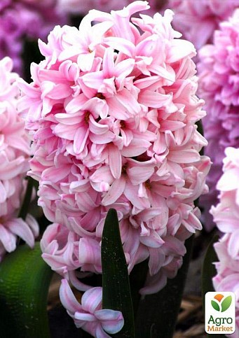 Гиацинт махровый "Chestnut Flower" 2шт в упаковке
