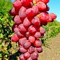Виноград вегетирующий кишмиш "Казантип"  купить