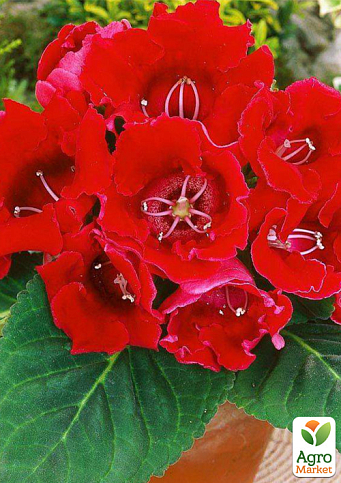 Глоксиния "Аванти F1" скарлет ТМ "Vesna Select" 5шт