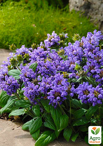 Прунелла крупноцветковая "Pagoda Violet" (Черноголовка морозостойкая)