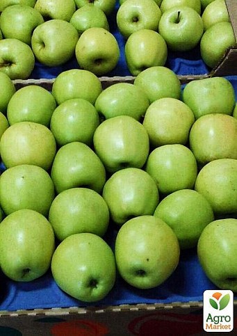Яблоня "Орион" (зимний сорт, поздний срок созревания)