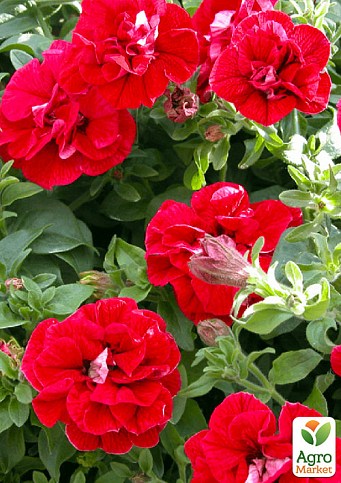 Сурфиния "Double Cascade Red" (контейнер № 10. высота 10-15 см)